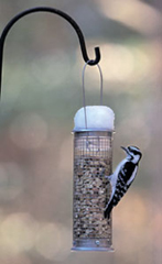 Animal Supply Company Aspects Peanut Silo Feeder