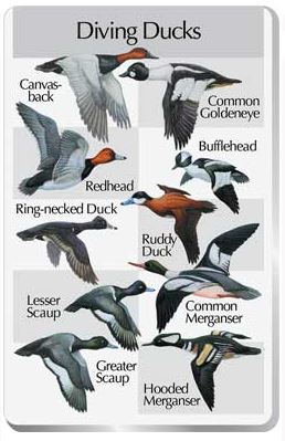 The SongBird IdentiFlyer Diving Ducks SongCard